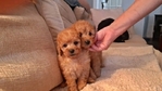 Cavapoo puppies