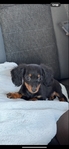 Mini dachshund