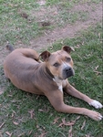 Female bully breed looking for a loving home