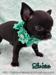 AKC Silky Micro Male Chihuahua