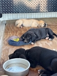 Walker Hound/Black Mouth Cur mix puppies
