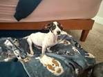 Piebald mini daschund