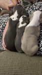 Pitbull puppies.