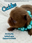 Stunning Tiny AKC Longcoat Applehead Male Chihuahuas