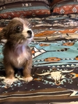 Chihuahua Shih tzu