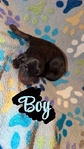 AKC bloodline Doberman puppies