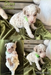 Poodle puppies