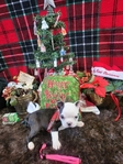 Miniature Boston Terrier Puppies!
Perfect for Christmas!!