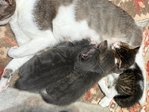 Beautiful kittens