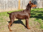 Doberman Pinscher Puppies