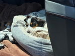 Miniature Daschund