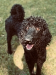 Standard Poodle