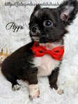 AKC Micro Male AKC Applehead Longcoat Chihuahuas