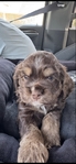 Cocker spaniel puppy