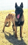 AKC REGISTERED WORKING BELGIAN MALINOIS PUPS