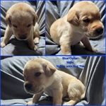 AKC Labrador Retriever Puppies