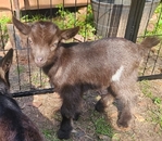 Nigerian Goats Bottle babies