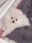 Purebred Pomeranian Puppies
