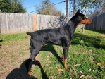 Doberman Pinscher Puppies