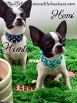 AKC Registered Male Applehead Chihuahuas