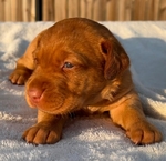 Fox Red Labrador Dudleys