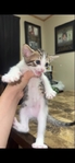 Kittens