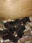 Gray's Kennel