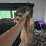 Rehoming 5 Ferrets - 4 Males 1 Female, Bonded Group