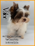 Breathtaking AKC Male Yorkies