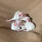 AKC MALTESE PUPPIES ( TAKING DEPOSITS)