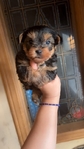 Tiny yorkies