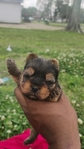 Reg. Yorkie babies