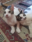 Beaumont TX At Home Pet Sitting And Training