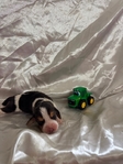Beagle puppies AKC
