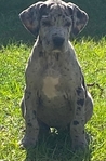 Great Dane
