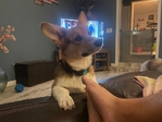 Corgi male