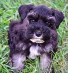AKC Toy/Miniature Schnauzer puppies