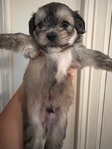Shih Tzu puppies