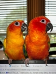 Sun Conure Birds for Sale