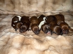 Mini Longhaired Dachshund Puppies