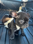 Adorable Frenchston Puppies