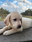 Yellow English Male Labrador Retriever