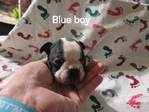 Beautiful Boston Terrier Puppies