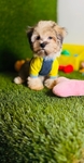 Teddy Bear Blue Eyes Maltese Poodle toy