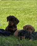 Miniature Dachshund Puppies Available