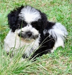Snorkie Puppies 1/2 toy schnauzer 1/2 Yorkie