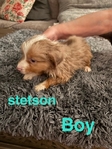 Australian Shepherd Puppies