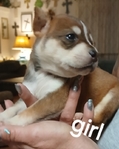 PIT BULL AND BASENJI MIXED PUPPIES