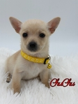 Adorable Male Chihuahua