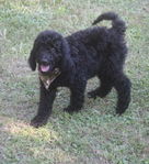 Goldendoodle Puppies